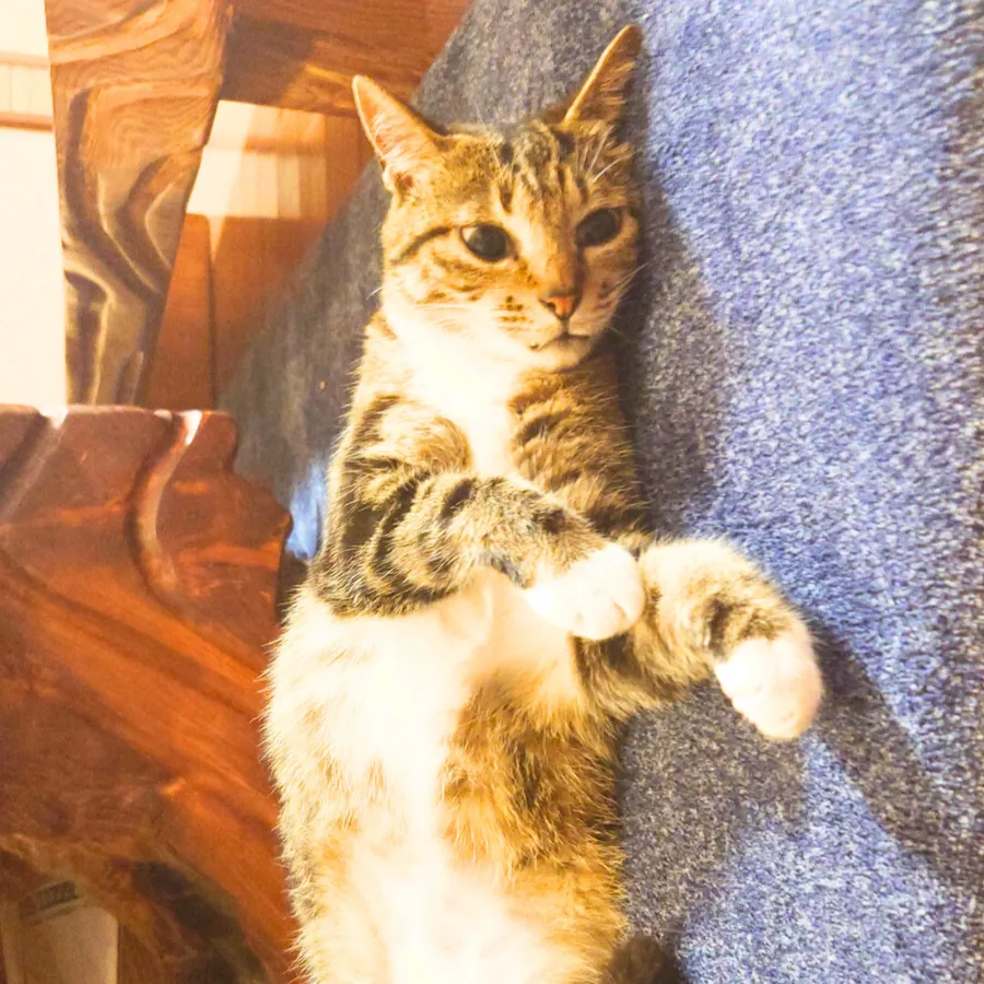 滞在先でくつろぐ猫